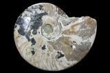 Bargain, Polished, Ammonite Fossil - Madagascar #89622-1